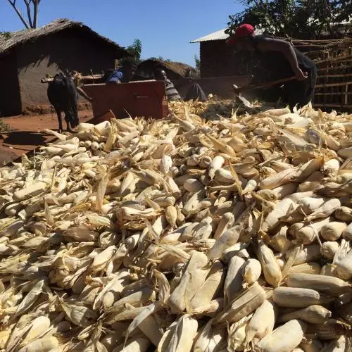 Pile of corn cobs in Malawi
