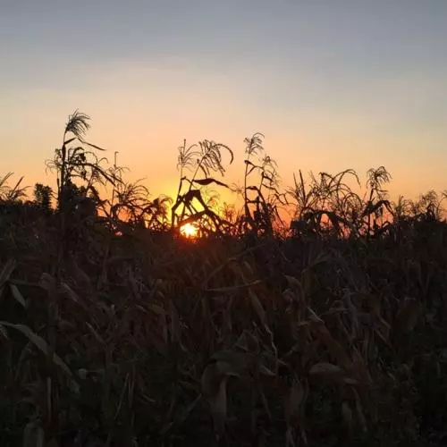 Corn field at dusk in Malawi