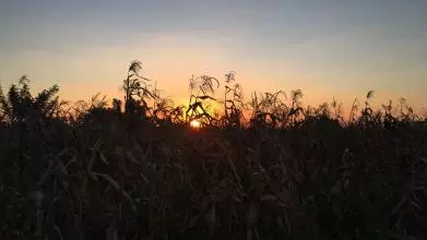 Corn field at dusk in Malawi