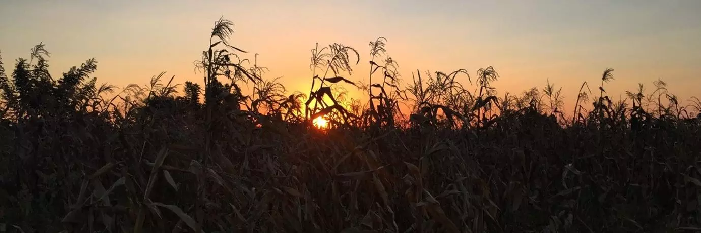 Corn field at dusk in Malawi